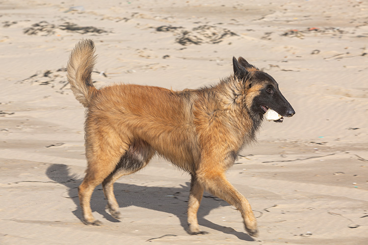 Wandeling Dishoek
